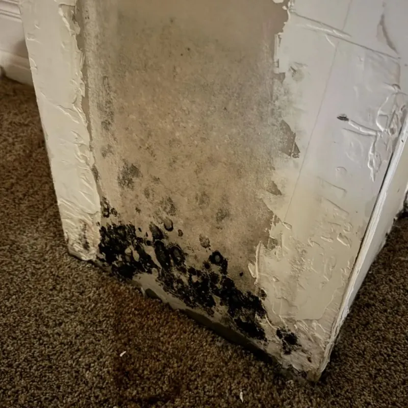 Professional Mold Removal in Cardington, OH
